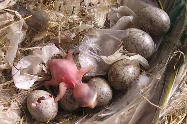 麻雀是不是哺乳动物，不是哺乳动物而是一种鸟类