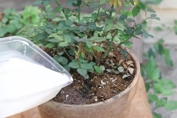 纯牛奶兑水能浇花吗，纯牛奶兑水可以浇花