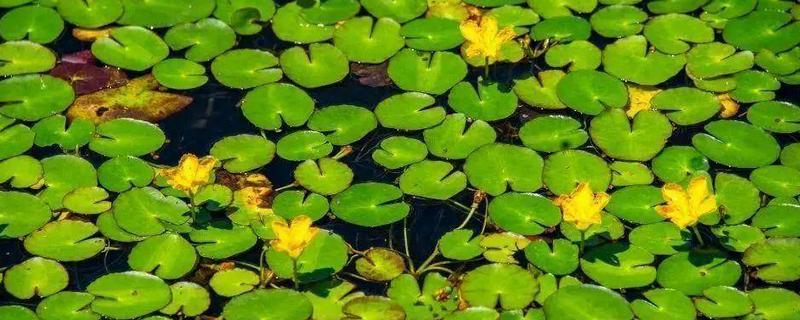 荇菜简介，属于多年生浅水性植物