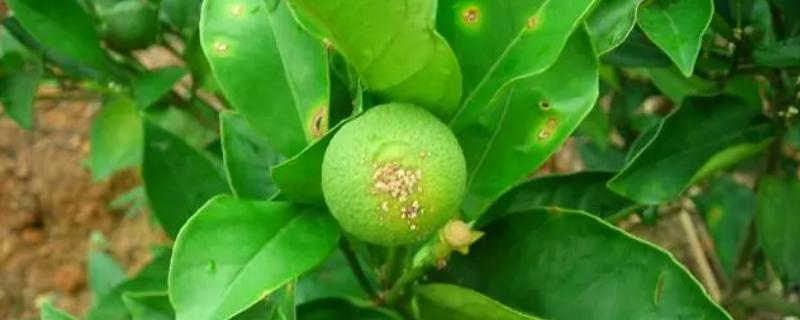 柑橘炭疽病怎么防治，定期喷施苯甲嘧菌酯等药物
