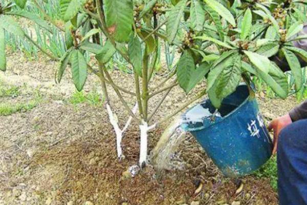 枇杷秋冬季的管理技术，需要用稻草或杂草将树盘覆盖
