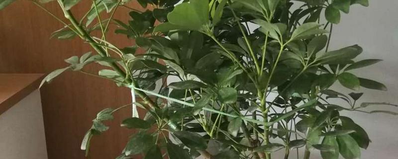 鹅掌木怎么养，每隔5-10天给植株浇水一次