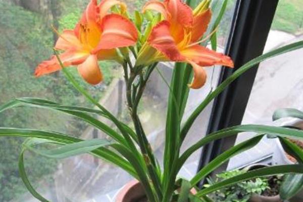 萱草花的寓意是什么，寓意放下忧愁、爱的忘却等