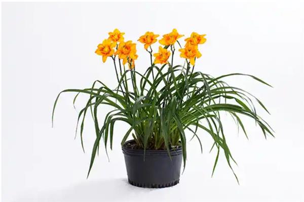 萱草花的寓意是什么，寓意放下忧愁、爱的忘却等
