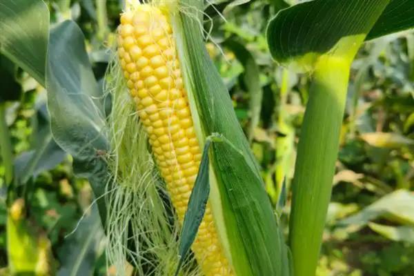 安农591玉米种介绍，种植密度为每亩4000株