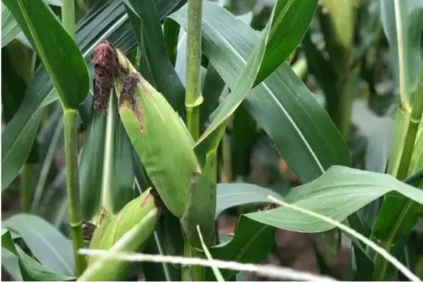 安农591玉米种介绍，种植密度为每亩4000株