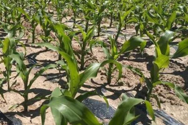 安农591玉米种介绍，种植密度为每亩4000株