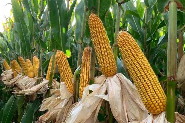 安农591玉米种介绍，种植密度为每亩4000株