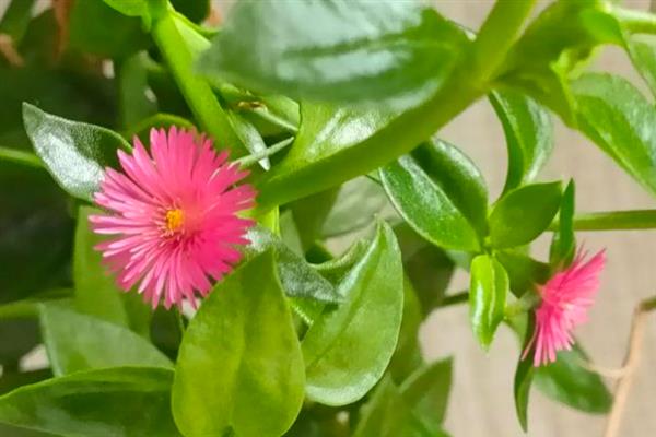 心叶日中花是否有毒，属于无毒植物可以放心养护
