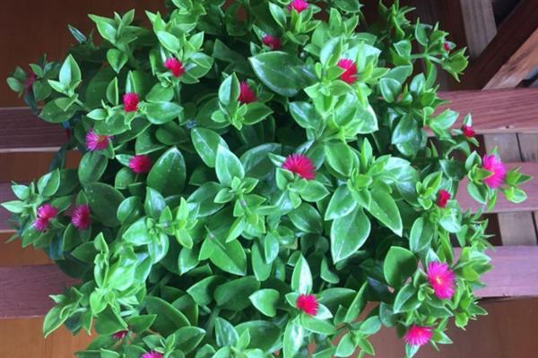 心叶日中花是否有毒，属于无毒植物可以放心养护