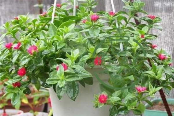 心叶日中花是否有毒，属于无毒植物可以放心养护