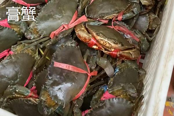 膏蟹和大闸蟹哪个更好吃，两个各有千秋
