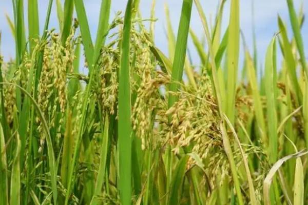春天适合种什么农作物，适合种玉米、春大葱、茄子等