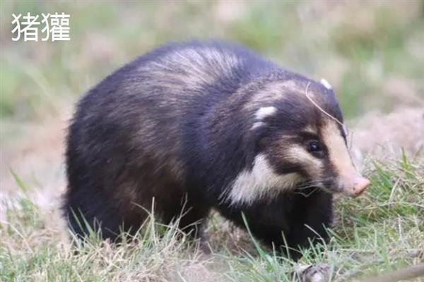 猪獾和狗獾的区别，外形、科属和分布均不同