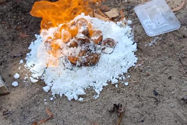 怎么消灭蜗牛，可人工捕捉或撒生石灰