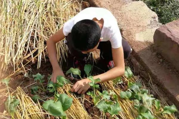 怎么消灭蜗牛，可人工捕捉或撒生石灰