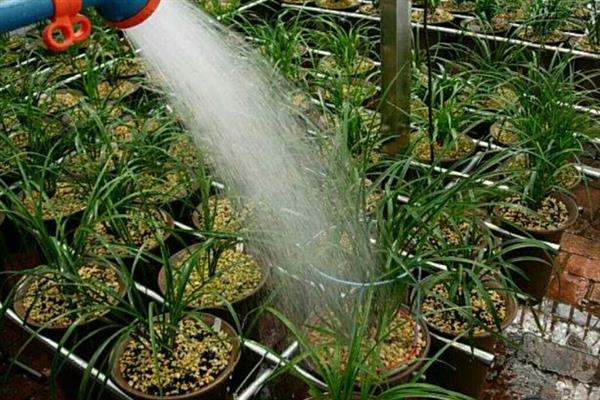 建兰如何养殖，施肥要点在于薄肥多施