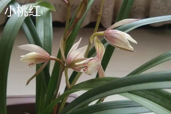 建兰如何养殖，施肥要点在于薄肥多施