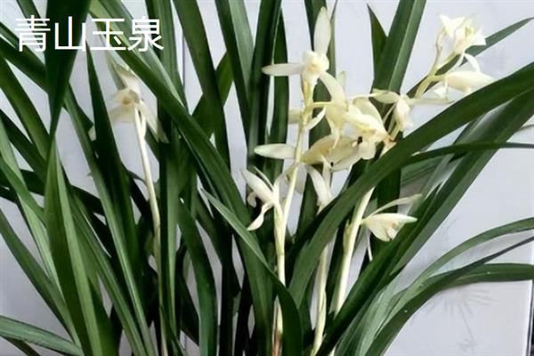 建兰如何养殖，施肥要点在于薄肥多施