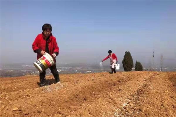 小麦如何种植，选择疏松肥沃、排水透气性良好的土壤