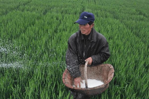 小麦如何种植，选择疏松肥沃、排水透气性良好的土壤