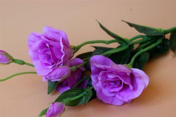 紫色洋桔梗的花语，代表真诚的爱、无望的爱、永恒的爱