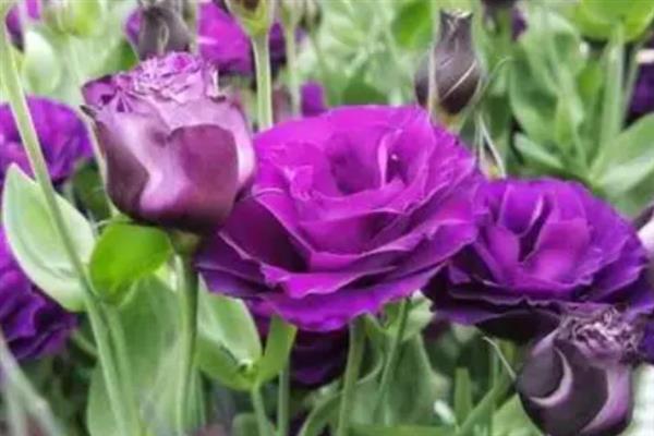 紫色洋桔梗的花语，代表真诚的爱、无望的爱、永恒的爱