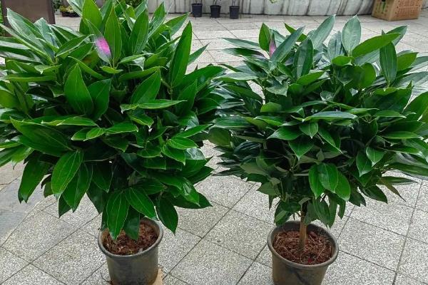 平安树干枯原因及处理方法，光照过强或施肥过多均会导致