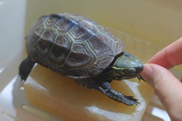 草龟脱壳的时候会有什么表现，常表现为不爱活动、食欲减退等