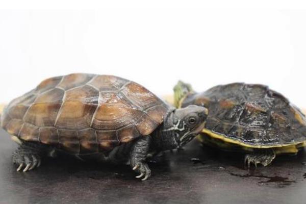 草龟脱壳的时候会有什么表现，常表现为不爱活动、食欲减退等