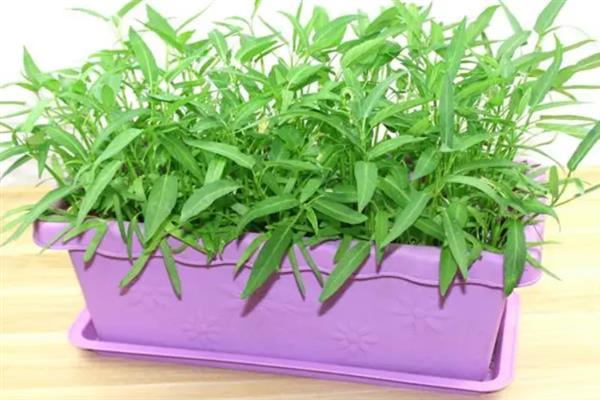 用塑料盆种菜有没有毒，蔬菜的根系无法吸收其中的有毒物质