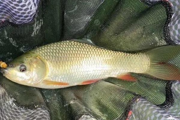 鲮鱼的简介，属于鲤科鲮属淡水鱼类的统称