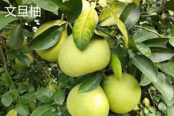 柚子的产地，主要产自我国南方地区