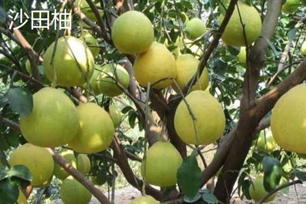 柚子的产地，主要产自我国南方地区