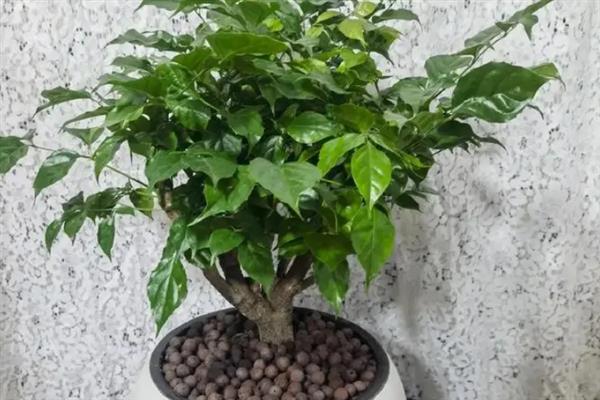 幸福树有没有毒，幸福树是没有任何毒性的