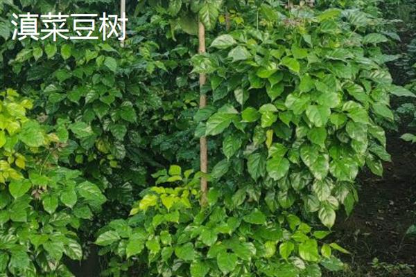 幸福树有没有毒，幸福树是没有任何毒性的