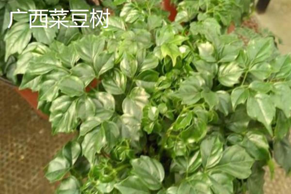 幸福树有没有毒，幸福树是没有任何毒性的