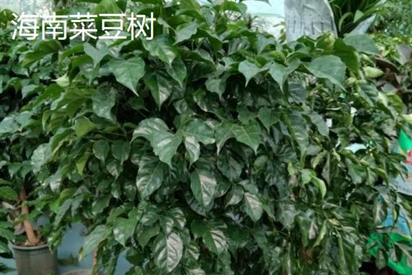 幸福树有没有毒，幸福树是没有任何毒性的