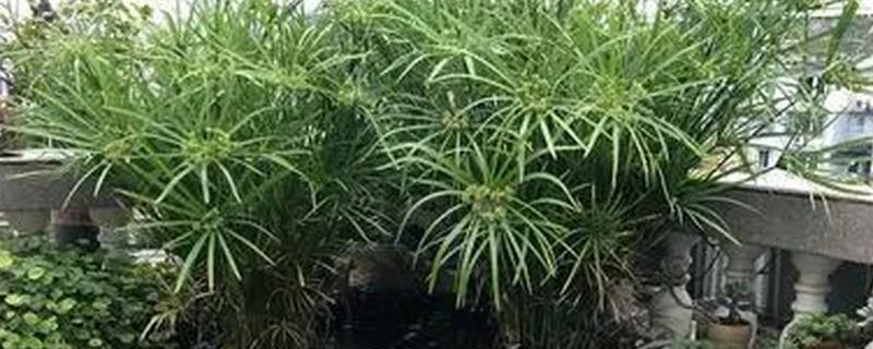 伞竹的水培方法，需要每隔三天更换一次清水
