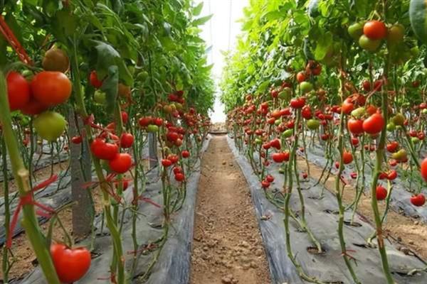 番茄有什么花语，具有勇敢、要有理想等寓意