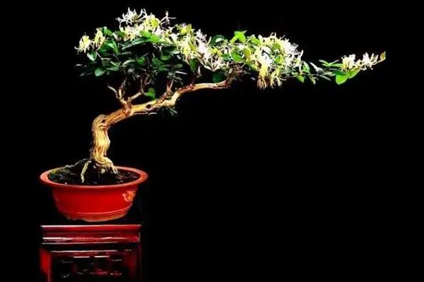 金银花盆景怎样制作，选好树材以后需进行修剪