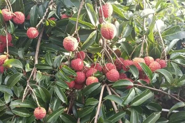 红绣球荔枝的产地，产地在广东、福建、广西等