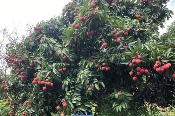 红绣球荔枝的产地，产地在广东、福建、广西等