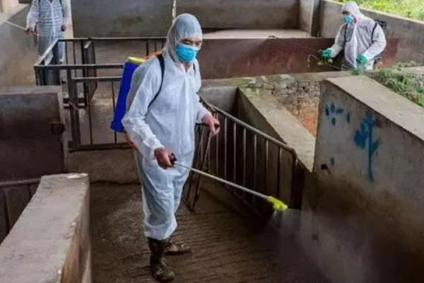 猪舍消毒用什么消毒液，可选择氢氧化钠、石灰乳等
