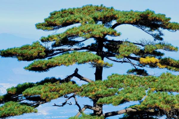 荒山适合种植什么，可种植红心猕猴桃、树型金银花等