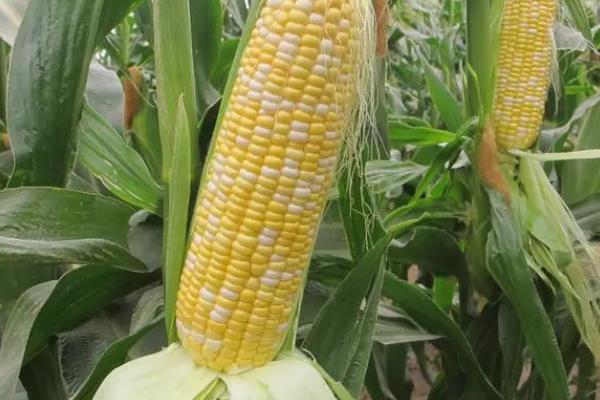 荒山适合种植什么，可种植红心猕猴桃、树型金银花等