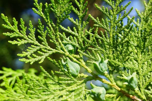 荒山适合种植什么，可种植红心猕猴桃、树型金银花等