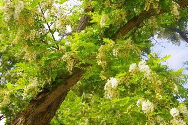 荒山适合种植什么，可种植红心猕猴桃、树型金银花等