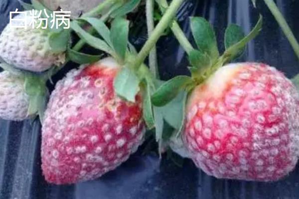 大棚草莓为什么烂果，主要原因是田间积水、发生病害