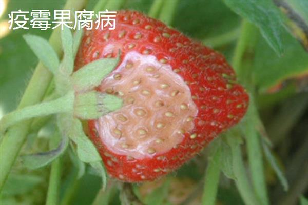 大棚草莓为什么烂果，主要原因是田间积水、发生病害